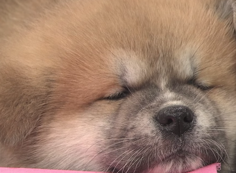 秋田犬ポチpochi の孫がかわいすぎる 赤ちゃんが寝て起きない 神木隆之介もかわいい連発 志村動物園